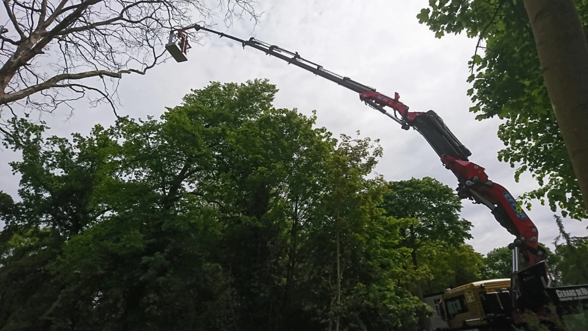Boom uit tuin hijsen