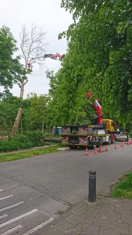 Boom uit tuin hijsen