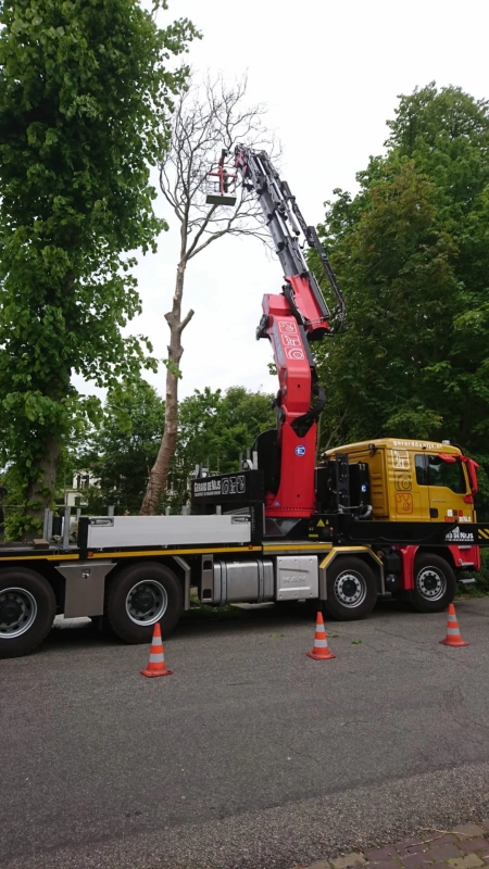 Boom uit tuin hijsen